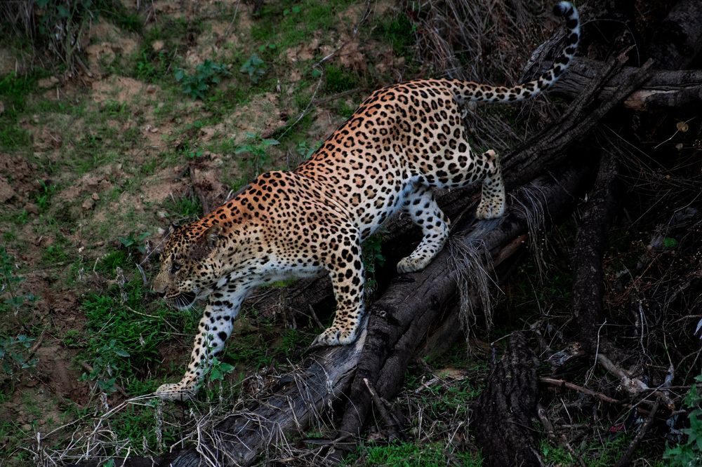 Photograph by Faisal Fasaludeen