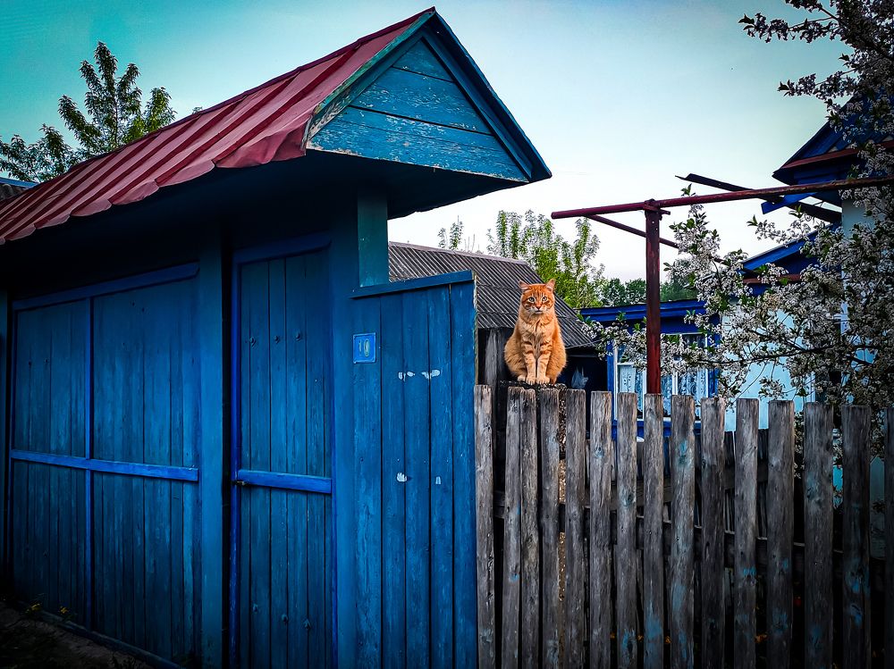 Кот с пос. Васильева