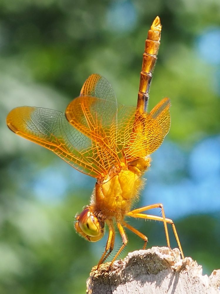Photograph by Панкова Ольга Петровна