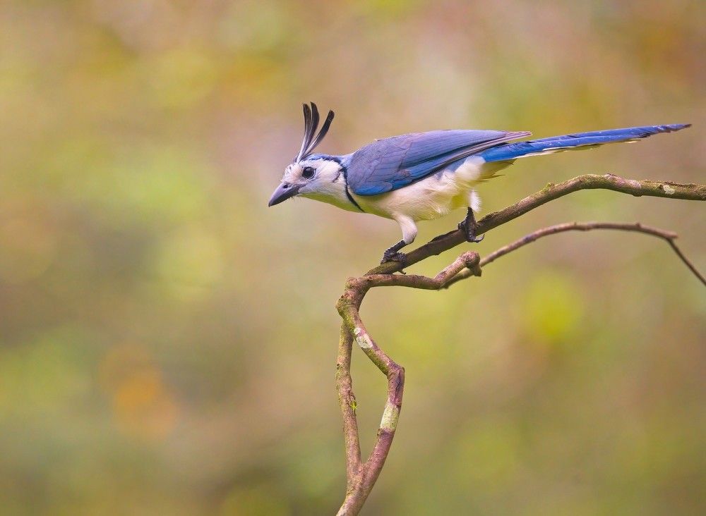 Photograph by Juraj Benčík