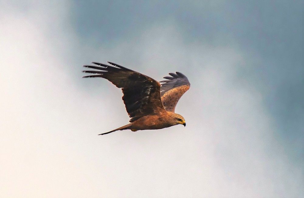 Черный Коршун