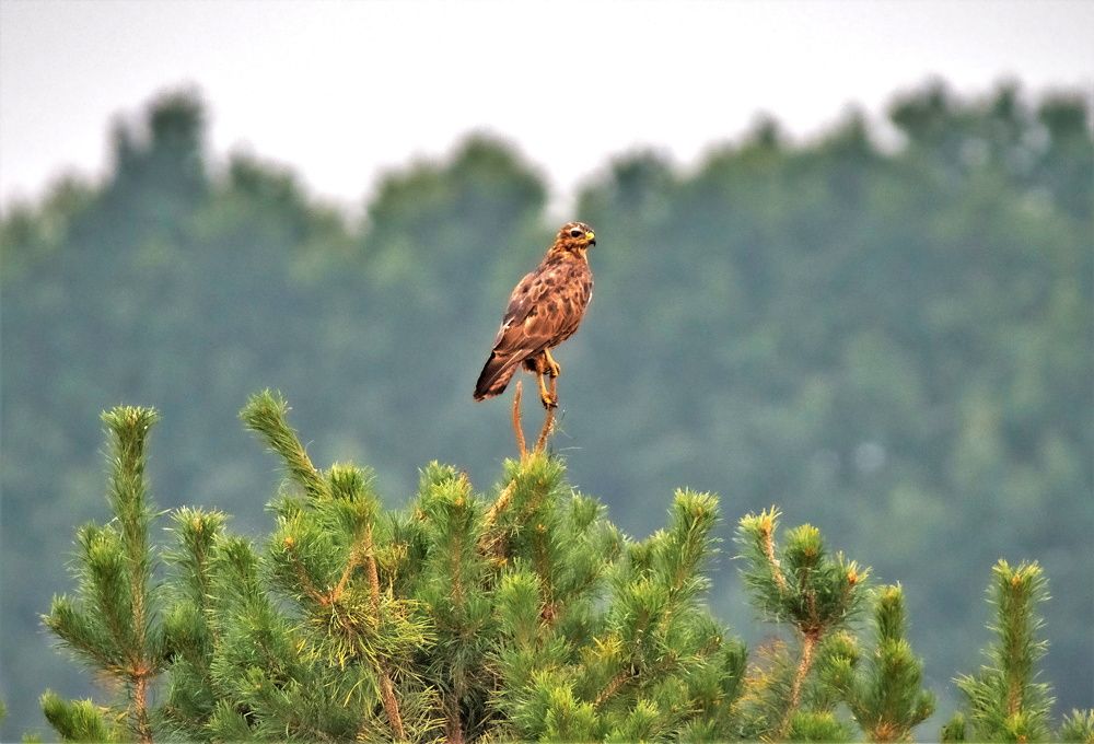 Обыкновенный Канюк