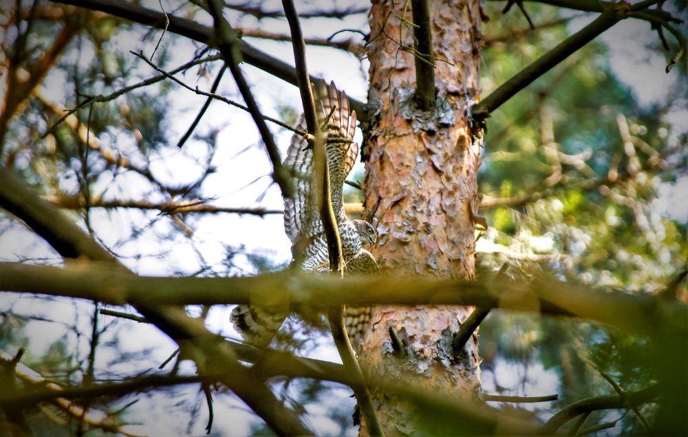 Ястреб Перепелятник.