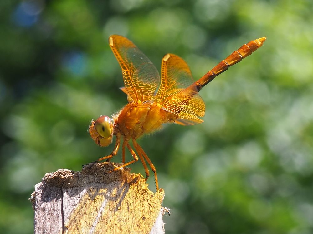 Photograph by Панкова Ольга Петровна