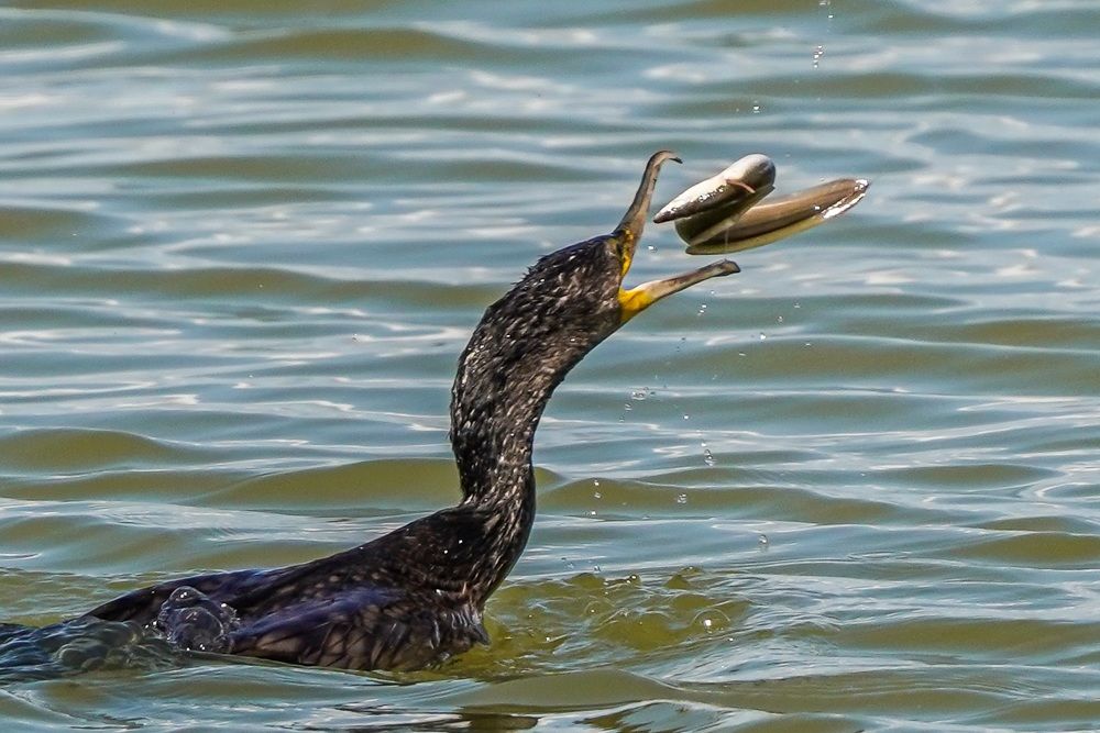 Фотография автора Jian Ma