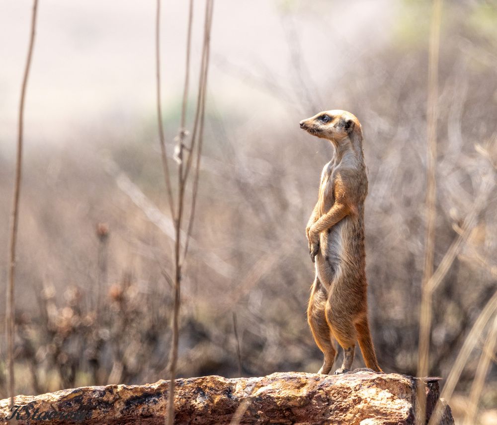 Photograph by Ken Stavrou