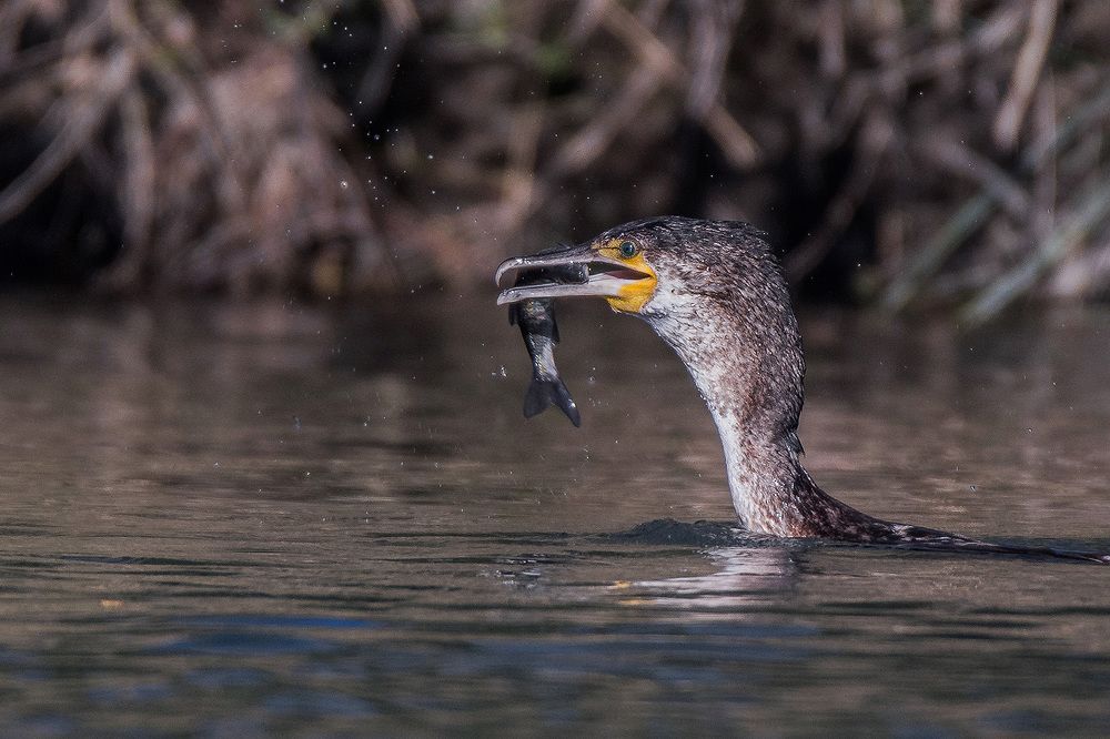 Photograph by Adriano Cascio