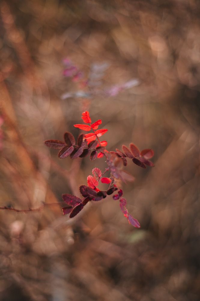 Photograph by Людмила Пахомова