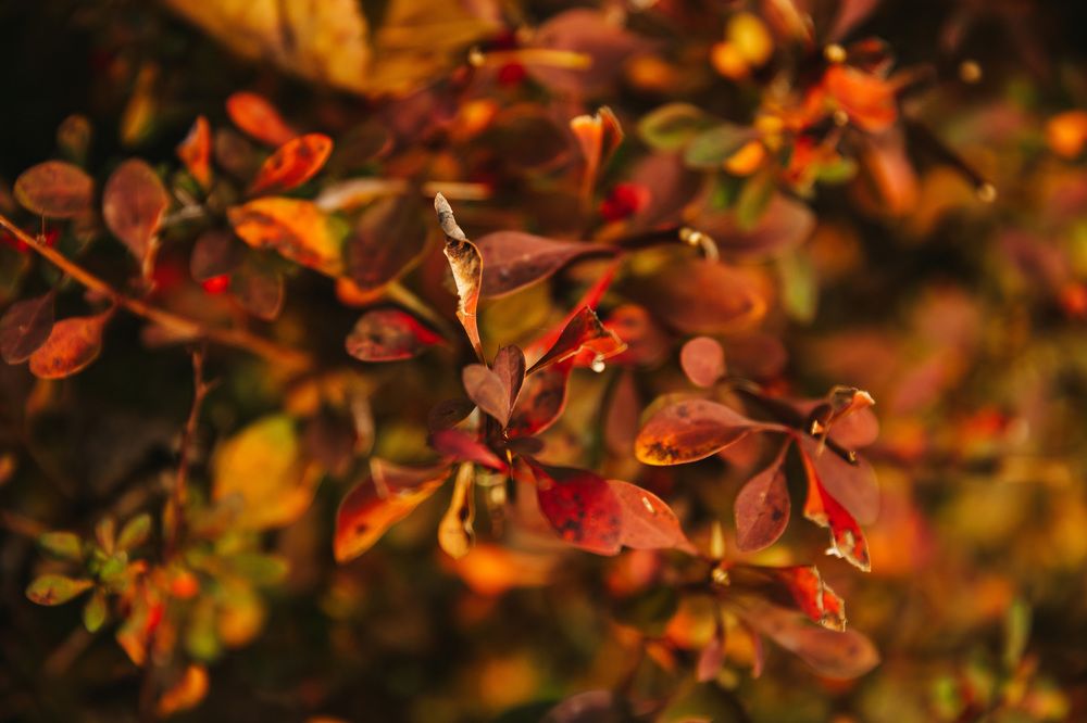 Photograph by Людмила Пахомова