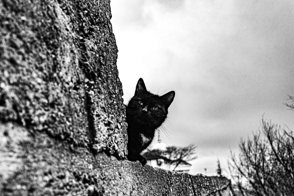 Кот с Фиолента