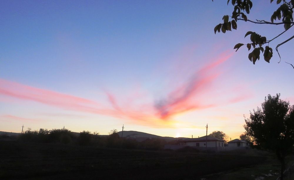 розовый лебедь