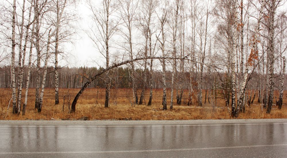 Дождливая осень