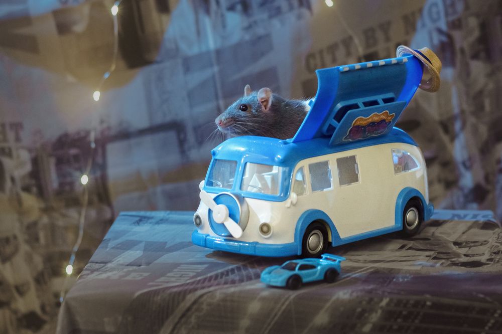 Photograph by Ольга Рачилова