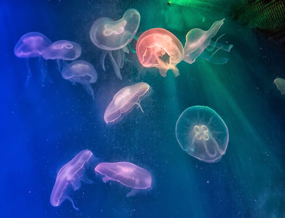 Photograph by Владимир Архипов