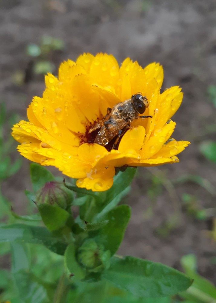 Фотография автора Ирина Лукьянчик