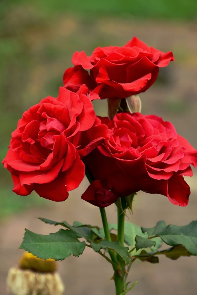 Красные розы