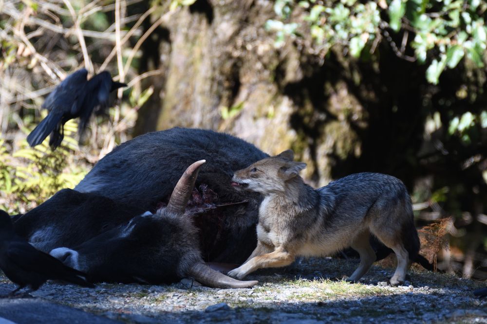 Фотография автора Gokul Addanki