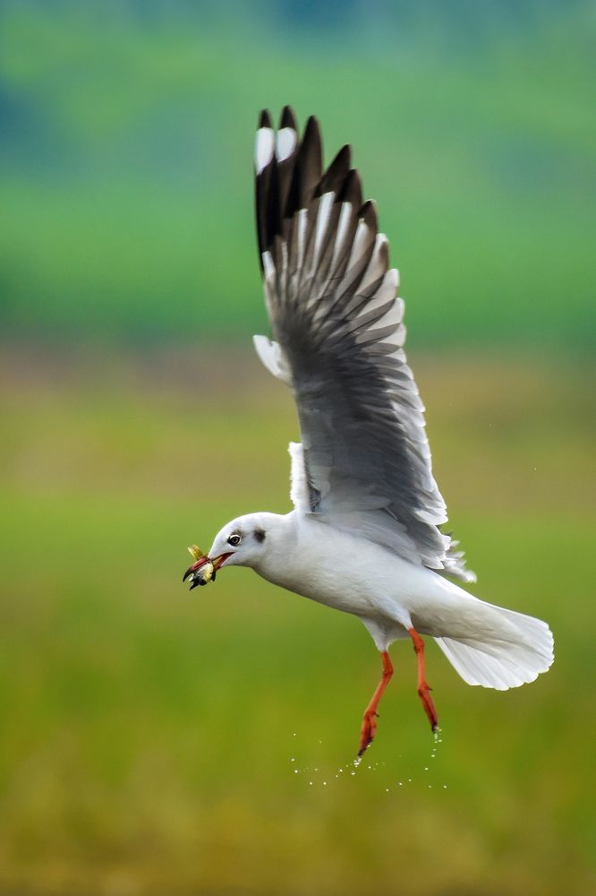 Brown-headed Gull with fish kill