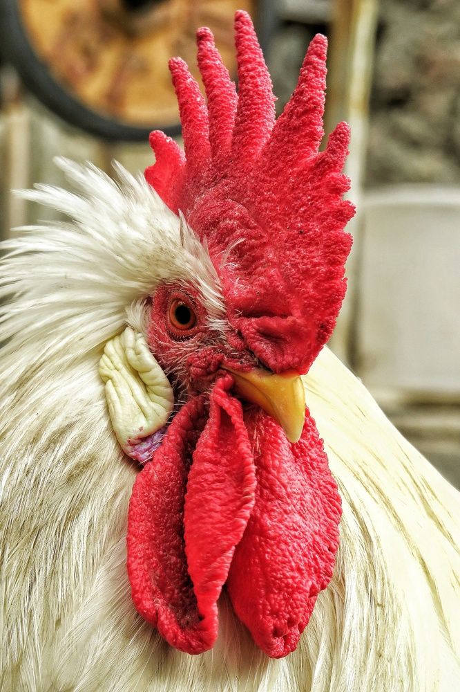 Фотография автора Mahdi Mohammadi