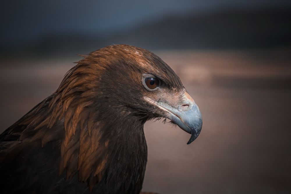 Photograph by Сергей Девятов