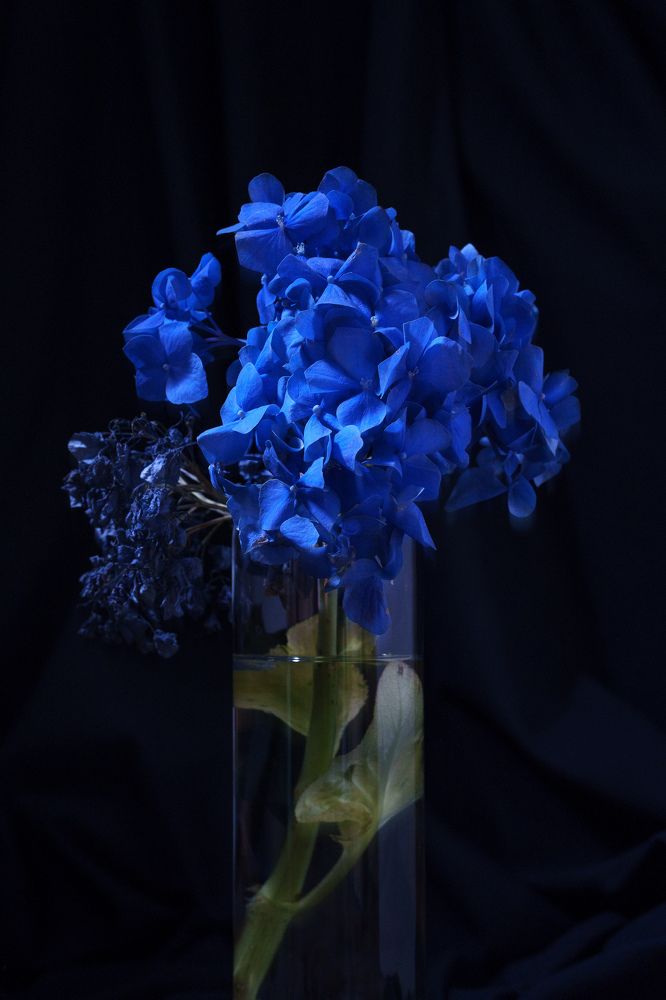 Photograph by Pauline Starodubova