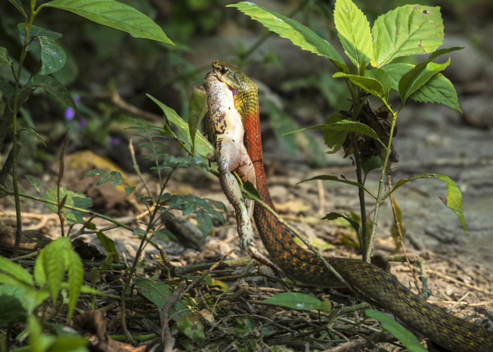 Photograph by Chandranath Chatterjee