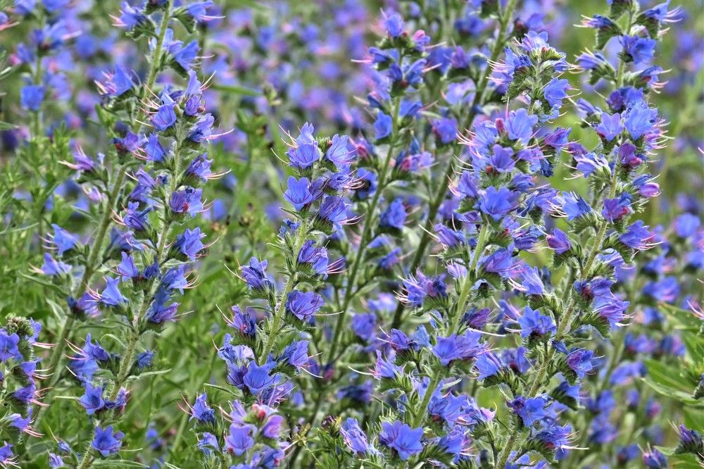 Фотография автора IRINA FILIPPOVA