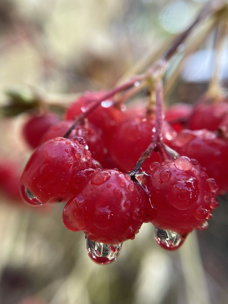 Фотография автора Рамзия Хисамутдинова