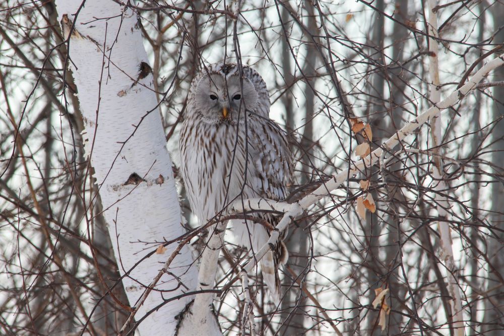 Photograph by Наталья Трифуз