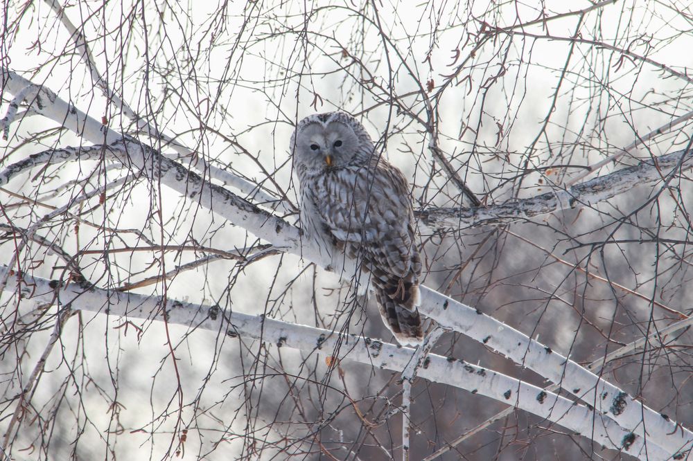 Photograph by Наталья Трифуз