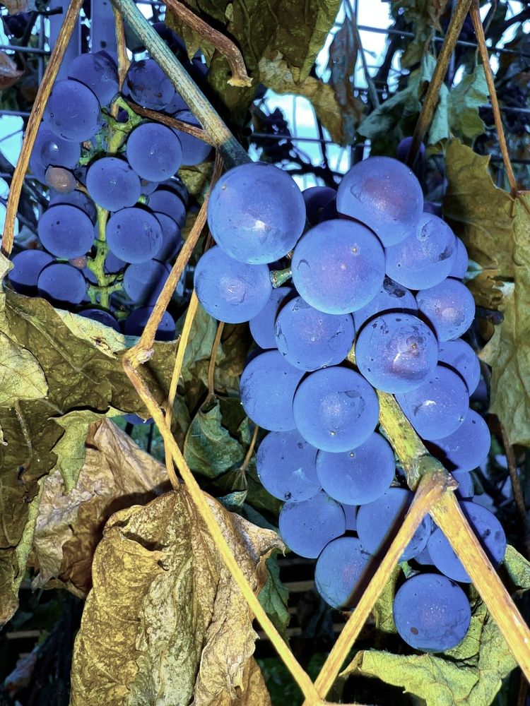 Photograph by Юлия Честнова