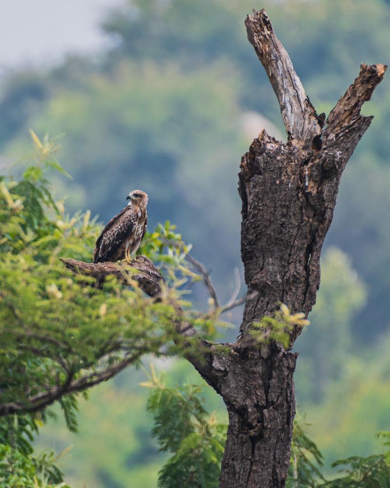 Photograph by Prem Madhavan