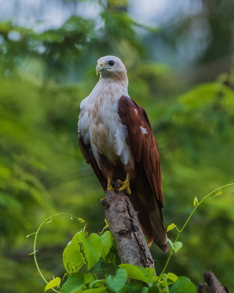 Photograph by Prem Madhavan