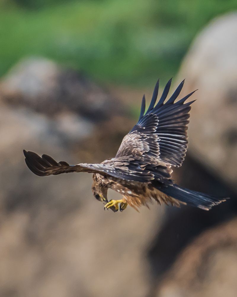 Photograph by Prem Madhavan