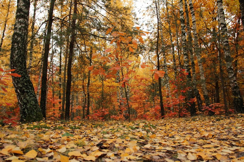 Фотография автора Елена Колосова