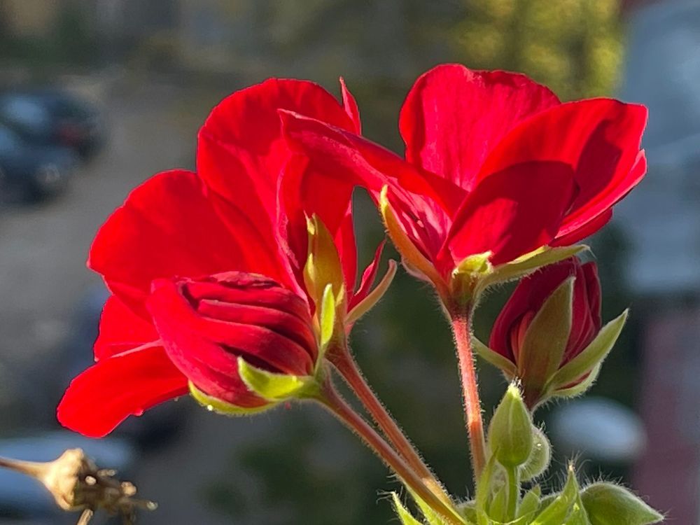 Photograph by Suzana Cakciri