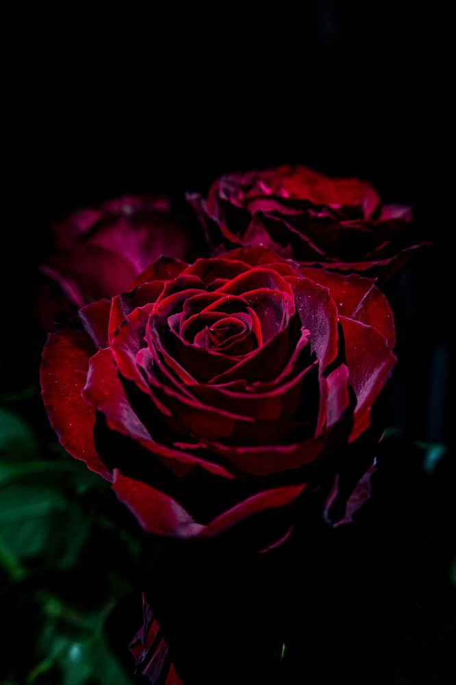 Photograph by Александр Левченков