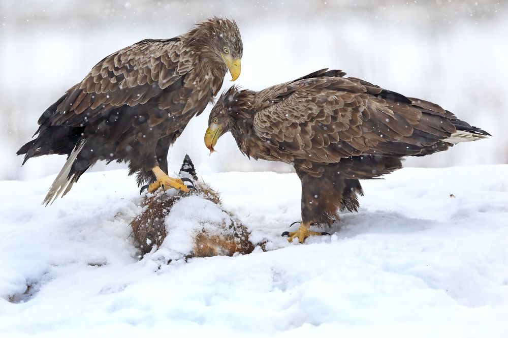 Photograph by Александр Гусар