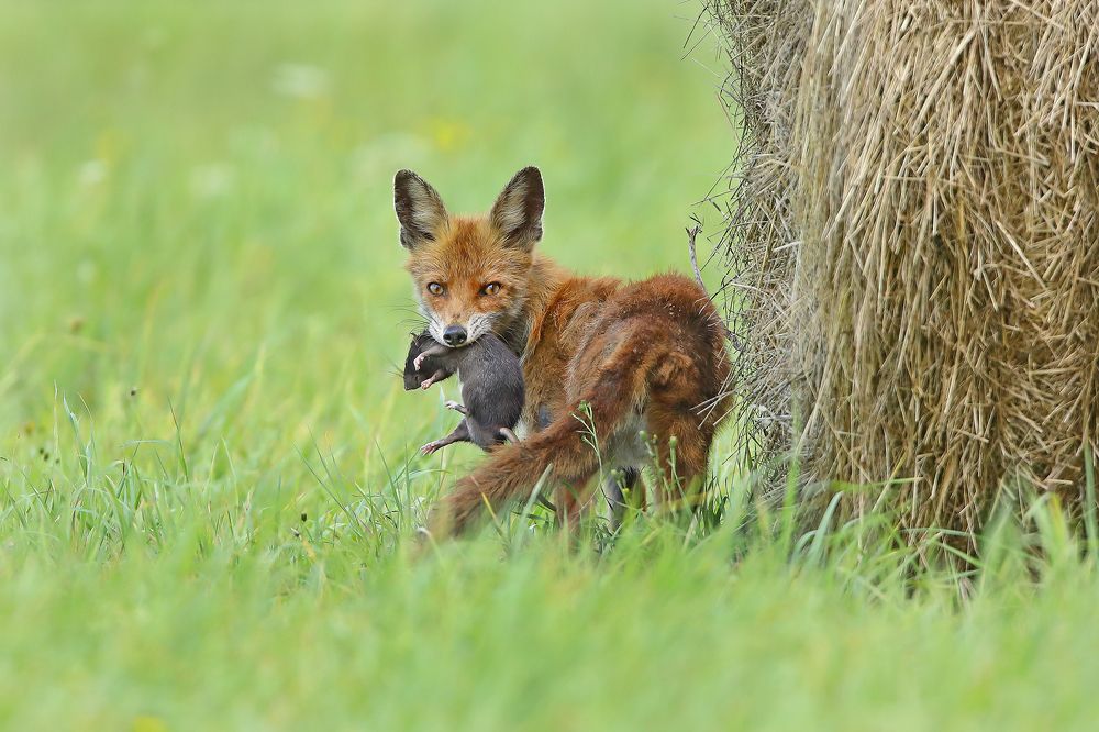Photograph by Александр Гусар