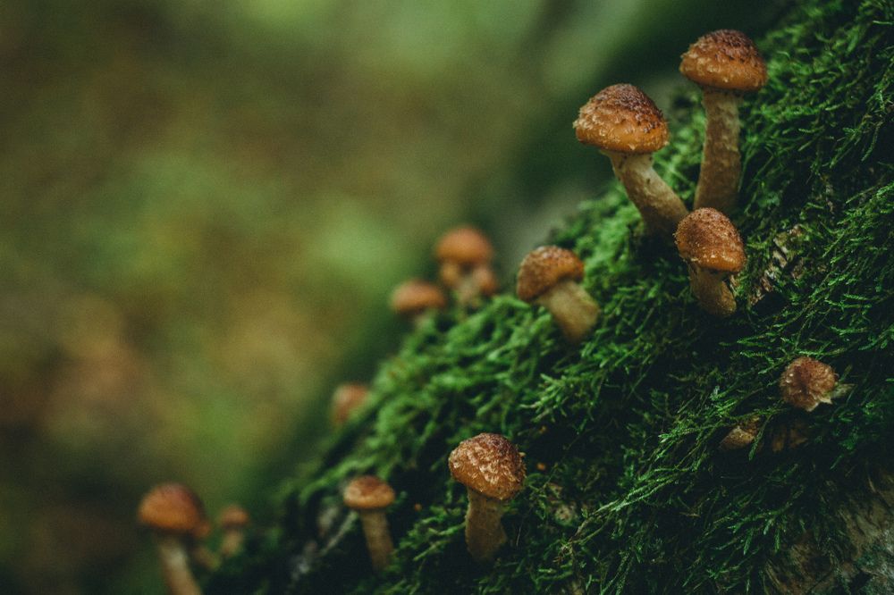 Photograph by Елена Мазурик