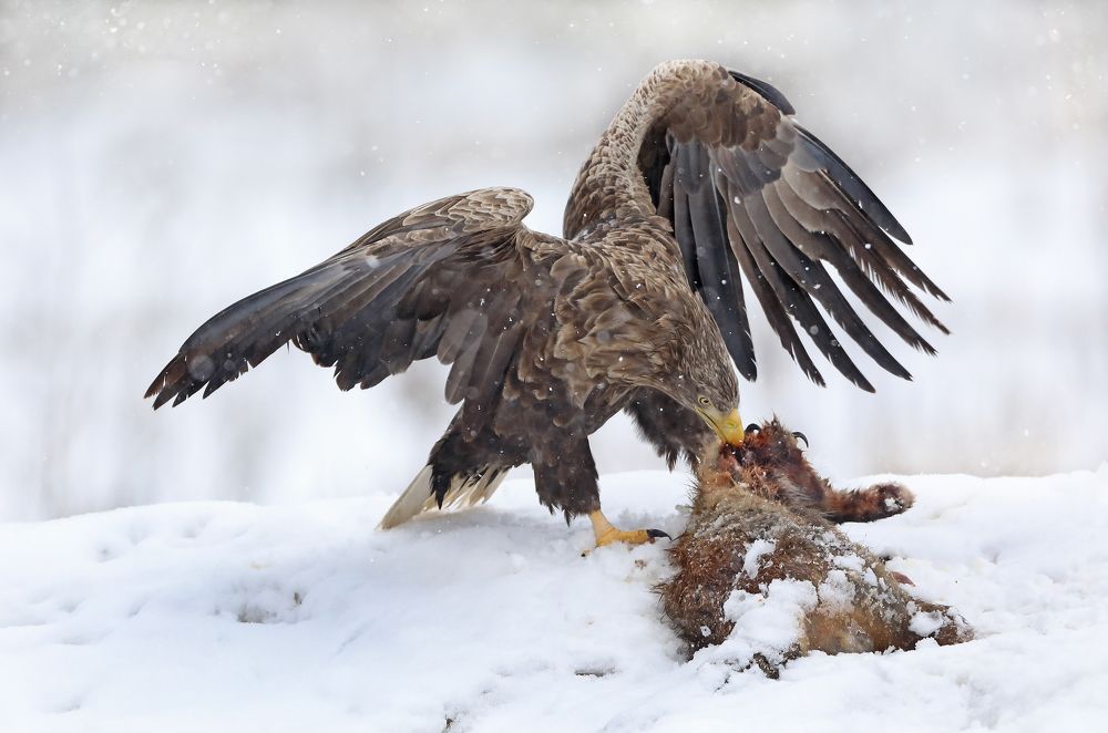 Фотография автора Александр Гусар
