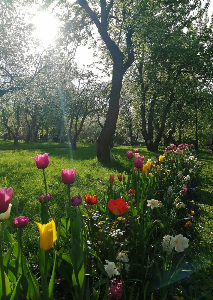 Дорога цветов