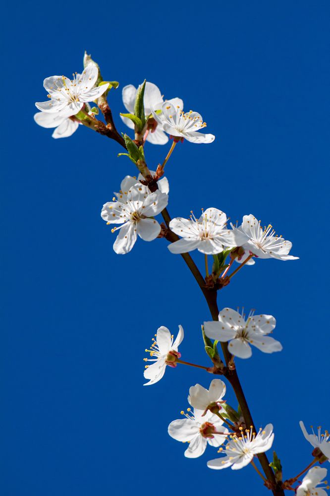 Photograph by Диана Бородзе