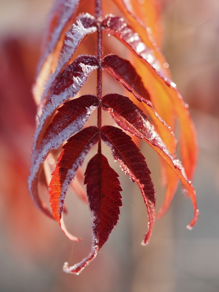 Photograph by Екатерина