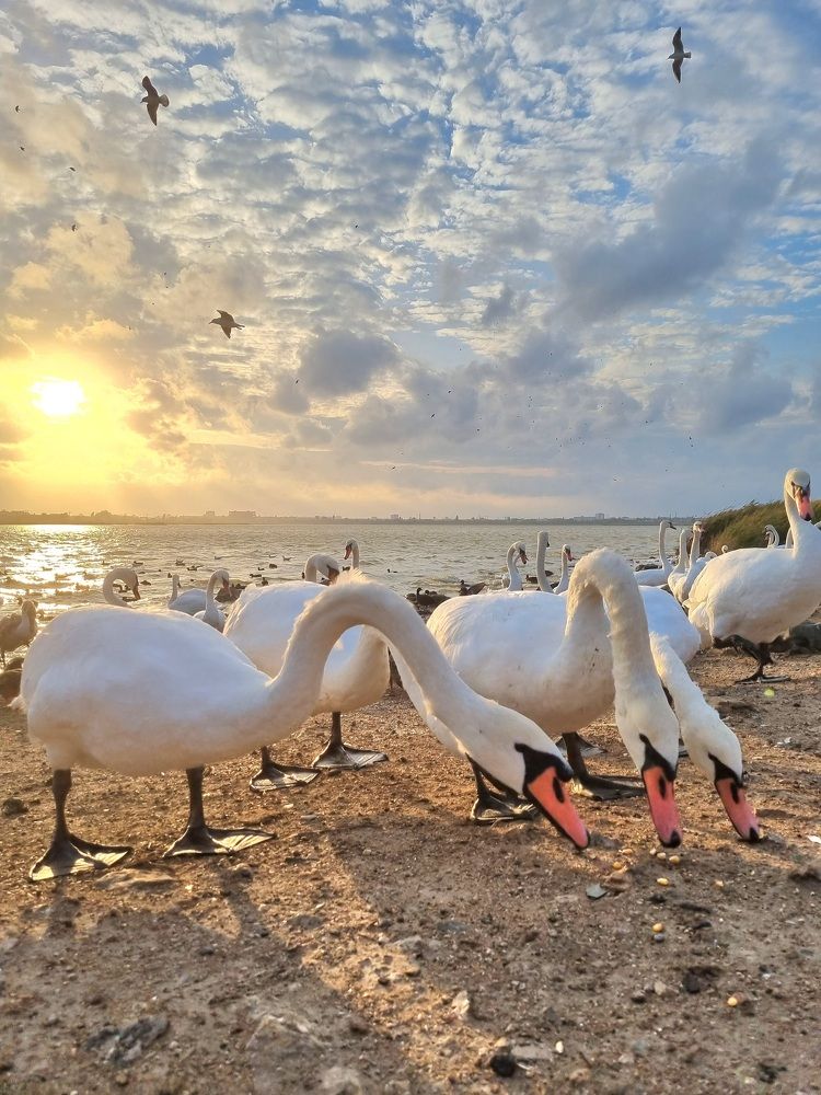 Photograph by Ангелина Шикина