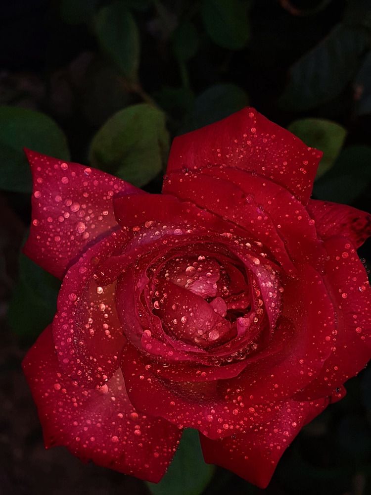 Photograph by Dilara C