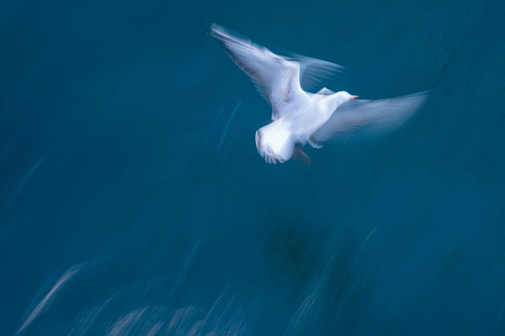 Photograph by ho3in afroozeh