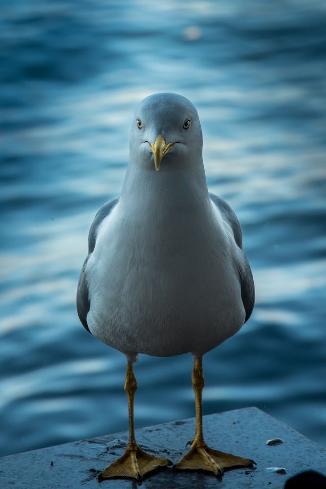 Photograph by ho3in afroozeh