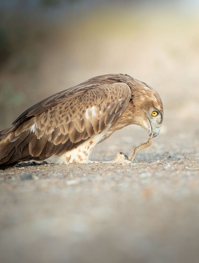 Photograph by Saif Al Maqbali Rashid