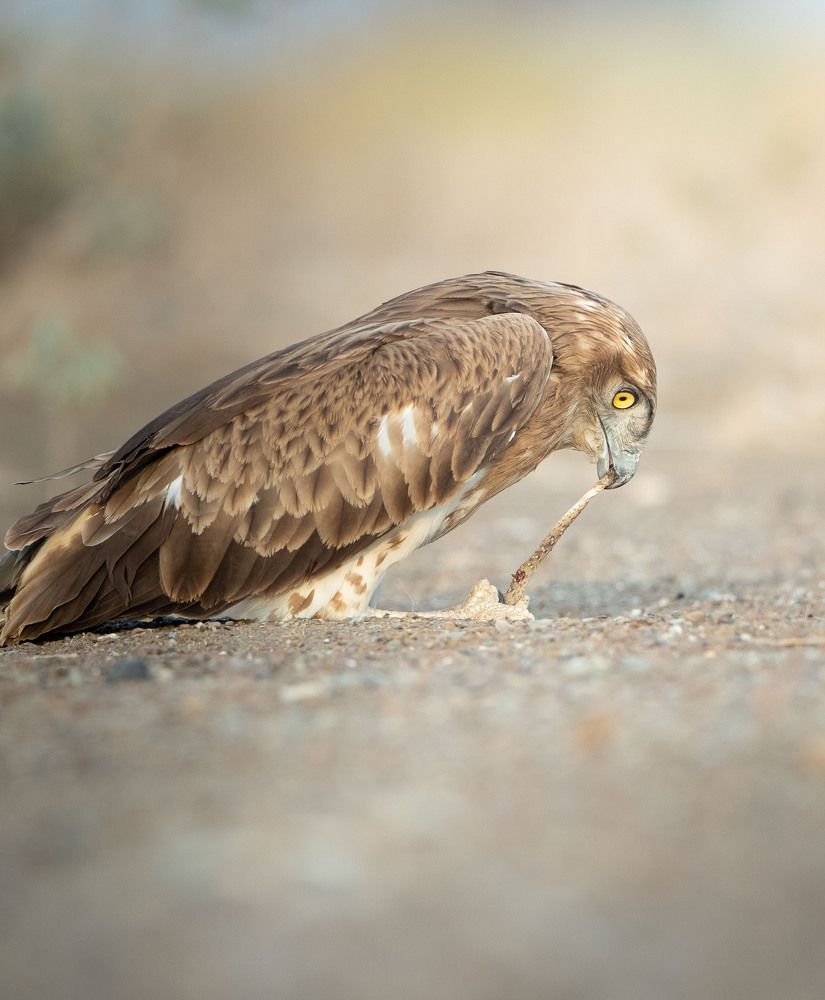 Photograph by Saif Al Maqbali Rashid